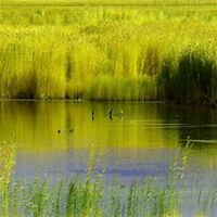 微信芦苇头像_高清芦苇花朵图片大全