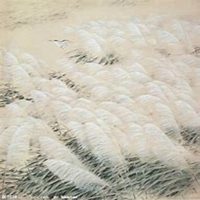 微信芦苇头像_高清芦苇花朵图片大全