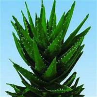 微信芦荟头像_高清芦荟花朵图片大全