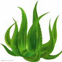 微信芦荟头像_高清芦荟花朵图片大全