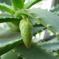 微信芦荟头像_高清芦荟花朵图片大全