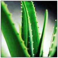 微信芦荟头像_高清芦荟花朵图片大全