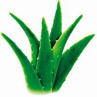 微信芦荟头像_高清芦荟花朵图片大全