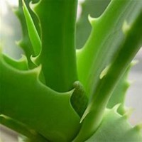 微信芦荟头像_高清芦荟花朵图片大全