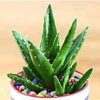 微信芦荟头像_高清芦荟花朵图片大全