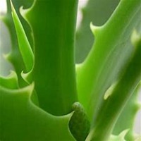 微信芦荟头像_高清芦荟花朵图片大全