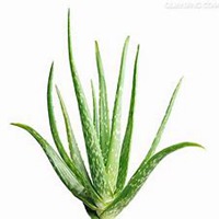 微信芦荟头像_高清芦荟花朵图片大全