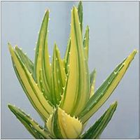 微信芦荟头像_高清芦荟花朵图片大全