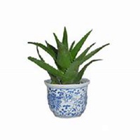 微信芦荟头像_高清芦荟花朵图片大全