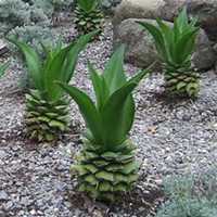 微信芦荟头像_高清芦荟花朵图片大全