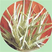 微信芦荟头像_高清芦荟花朵图片大全