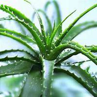 微信芦荟头像_高清芦荟花朵图片大全