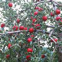 微信苹果树头像_高清苹果树微信头像