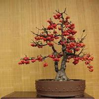 微信苹果树头像_高清苹果树微信头像