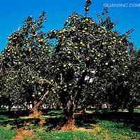 微信苹果树头像_高清苹果树微信头像