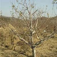 微信苹果树头像_高清苹果树微信头像