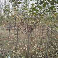 微信苹果树头像_高清苹果树微信头像