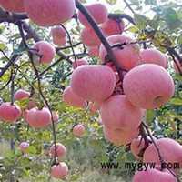 微信苹果树头像_高清苹果树微信头像