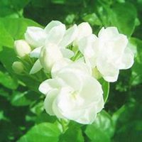 微信茉莉花头像_高清茉莉花花朵图片大全