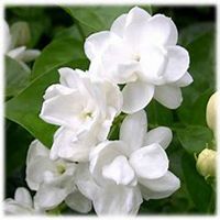 微信茉莉花头像_高清茉莉花花朵图片大全