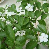 微信茉莉花头像_高清茉莉花花朵图片大全