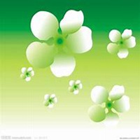 微信茉莉花头像_高清茉莉花花朵图片大全