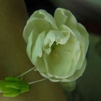 微信茉莉花头像_高清茉莉花花朵图片大全