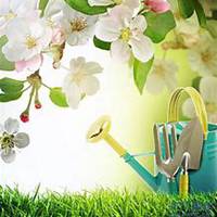 微信茉莉花头像_高清茉莉花花朵图片大全