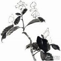 微信茉莉花头像_高清茉莉花花朵图片大全