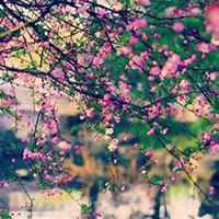 微信茉莉花头像_高清茉莉花花朵图片大全