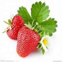 微信草莓头像_高清草莓花朵图片大全