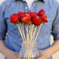 微信草莓头像_高清草莓花朵图片大全