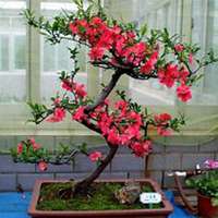 微信草莓头像_高清草莓花朵图片大全