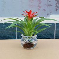 微信草莓头像_高清草莓花朵图片大全