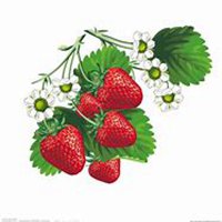 微信草莓头像_高清草莓花朵图片大全