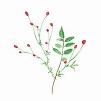 微信草莓头像_高清草莓花朵图片大全