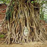 微信菩提树头像_高清菩提树花朵图片大全