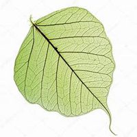 微信菩提树头像_高清菩提树花朵图片大全