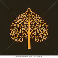 微信菩提树头像_高清菩提树花朵图片大全