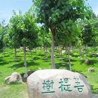 微信菩提树头像_高清菩提树花朵图片大全