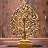 微信菩提树头像_高清菩提树花朵图片大全