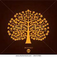 微信菩提树头像_高清菩提树花朵图片大全