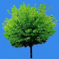 微信菩提树头像_高清菩提树花朵图片大全