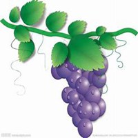 微信葡萄头像_高清葡萄花朵图片大全