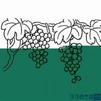 微信葡萄头像_高清葡萄花朵图片大全
