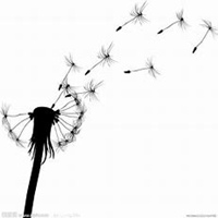 微信蒲公英头像_高清蒲公英花朵图片大全