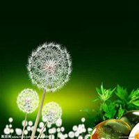 微信蒲公英头像_高清蒲公英花朵图片大全