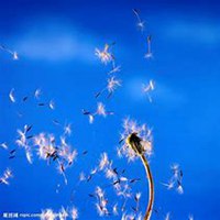 微信蒲公英头像_高清蒲公英花朵图片大全