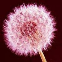 微信蒲公英头像_高清蒲公英花朵图片大全