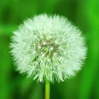 微信蒲公英头像_高清蒲公英花朵图片大全